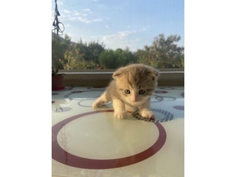 Minik scottish fold yavrumuz