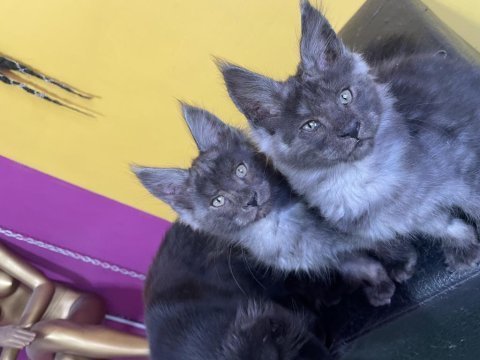 Safkan main coon yavrular