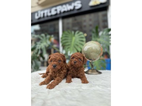 Sağlık ve ırk garantili toy poodle