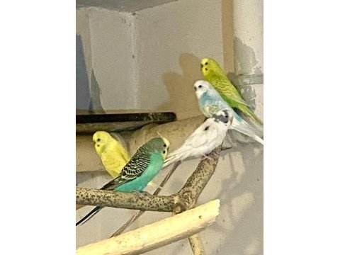 Jumbo kırığı yerli muhabbet kuşu erkekler