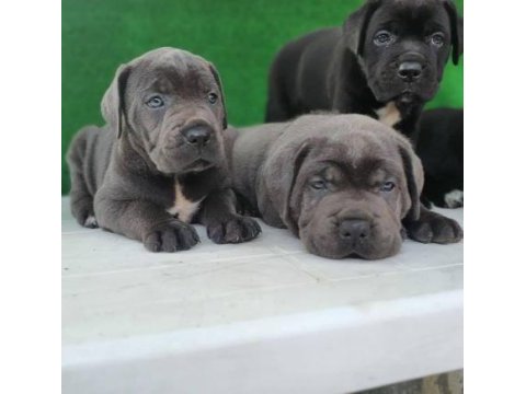 Elit patiler farkıyla cane corso yavrular