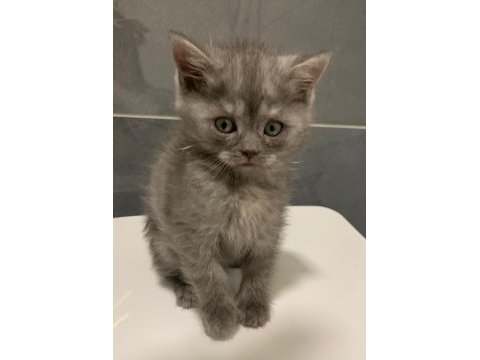Anne altından british shorthair yavrumuz