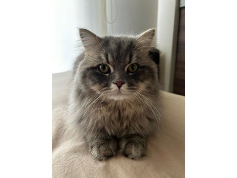 Chinchilla iran kırması erkek 1 yaşında