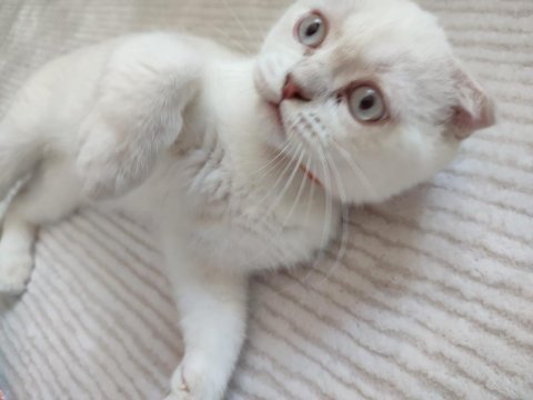 Acil 5 aylık scottish fold