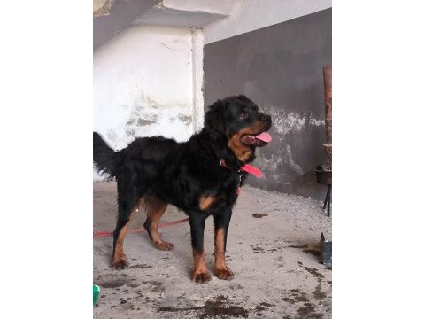8 aylık rottweiler erkek sahiplendirilecek secersiz