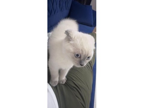 Daha tatlısı yok 3 aylık scottish fold