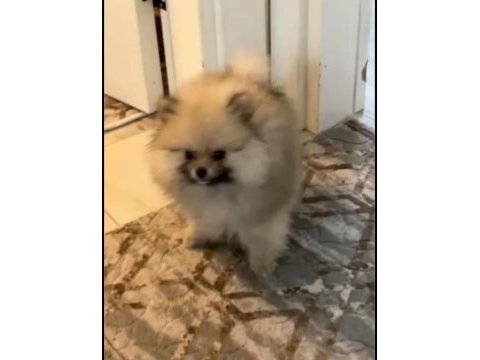 Oyuncu pomeranian boo