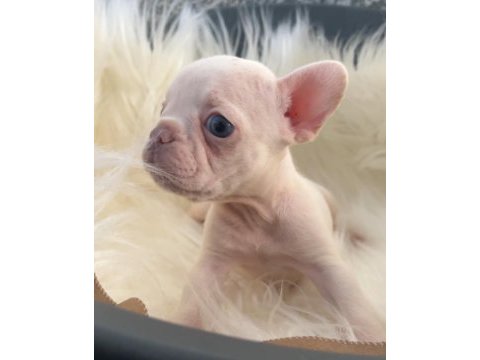 Ev bakımı french bulldog yavrularım