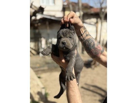 Dev anne baba dan dev cane corso yavrular