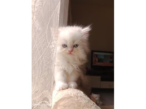 2 aylık iran kedisi sahibimi arıyorum