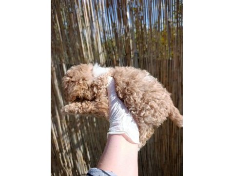 Toy poodle bebeklerimiz rezervasyona açıktır