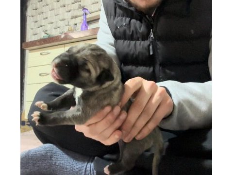 A++ kalite kangal sağlıklı yavrular sağlam kan