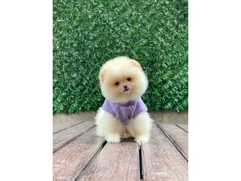 Sevimli pomeranian köpekler