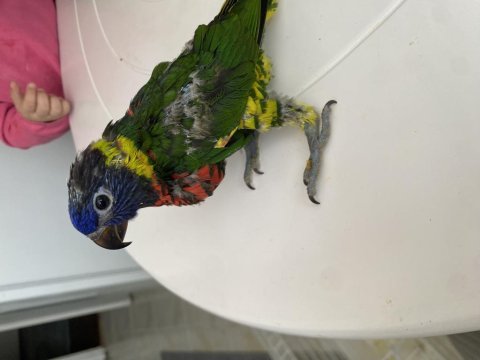 Yavru gökkuşağı lori papağanım