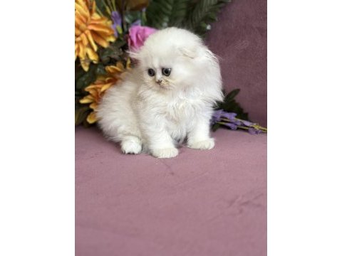 Orijinal scottish fold
