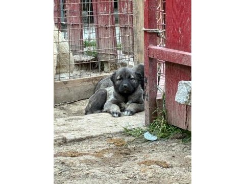 Namlı safkan kangalın yeni yavruları ilanda