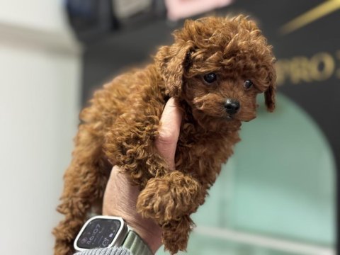700 gr 4 aylık micro tea cup kore poodle