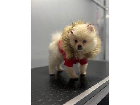 Pomeranıan boo ayı surat