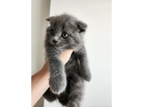 Safkan bebeklerimizi sahiplendiriyoruz scottish fold
