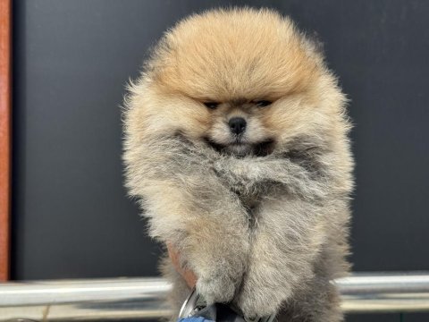 Petmode köpek çiftliğinde ziyarete açık pomeranian