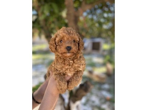 Erkek dişi toy poodle yavrular