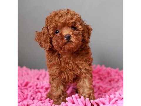 Orjinal toy poodle yavruları