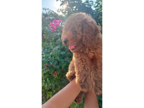 3 aylık dişi toy poodle