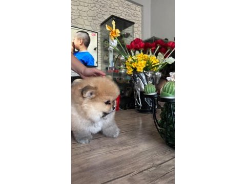 Pomeranian boo erkek köpeğimiz