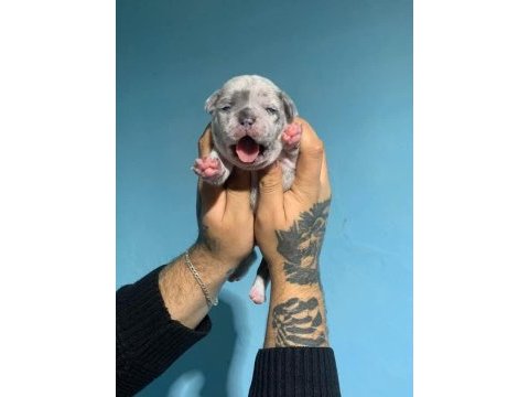 French bulldog yavrularımız ırk garantilidir
