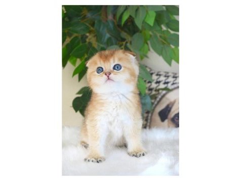 Scottish fold dişi yavru