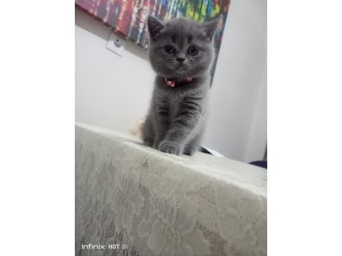 British shorthair silver yavrular