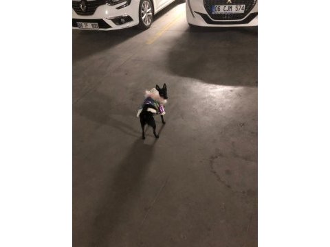 2.5 yaşında chihuahua kırması yeni yuvasını arıyor