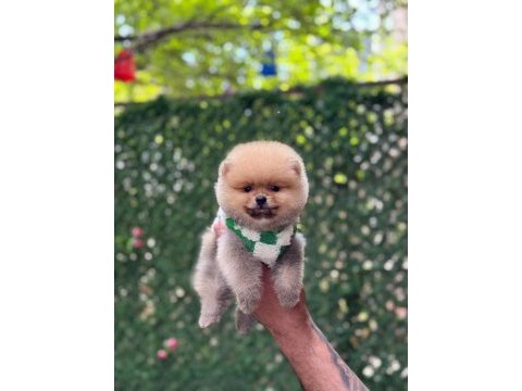 Show kalite pomeranian boo yavrular