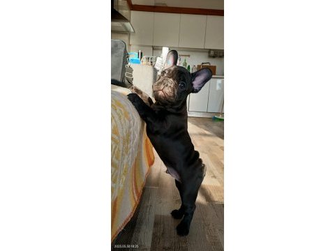 Egzotik merle french bulldog bebekler