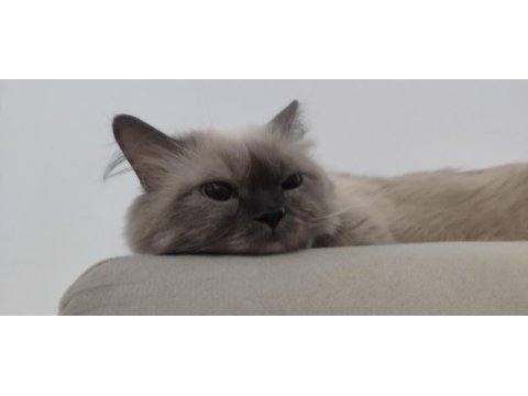 British blue point longhair