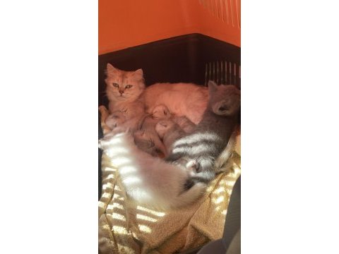 British longhair annenin bebişleri