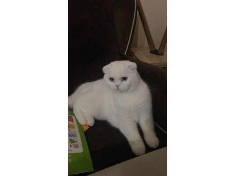 40 günlük yavrular scottish fold dişi straight erkek