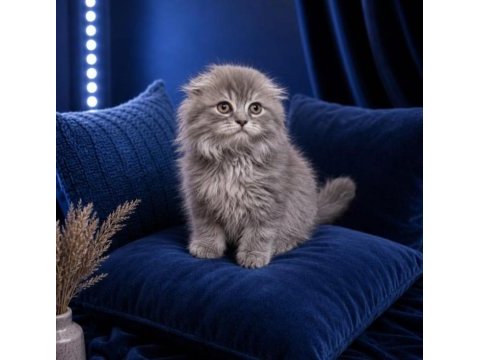 British longhair blue