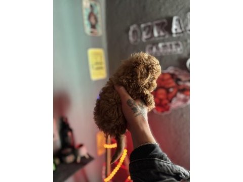 Teacup toy poodle