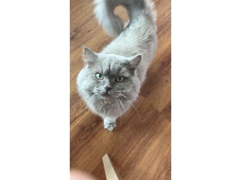 Acil british longhair ücretsiz sahiplendirme