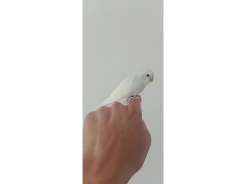 Yeme düşecek muhabbet kuşumuz
