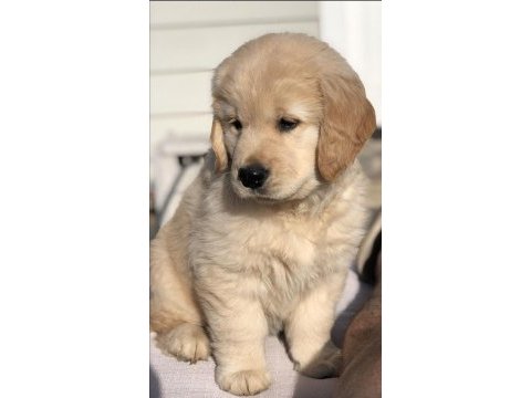 Golden retriever yavrularımız