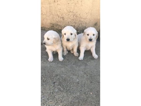Golden retriever baby face yavrularımız