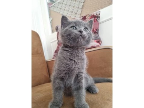 British shorthair
