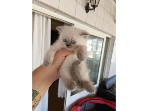 45 günlük scottish fold yavrularım