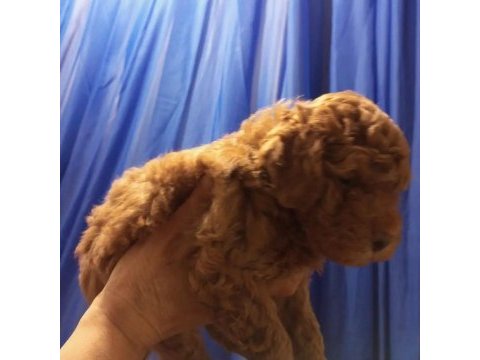 Şampiyonun poodle çocukları rezerve açıktır