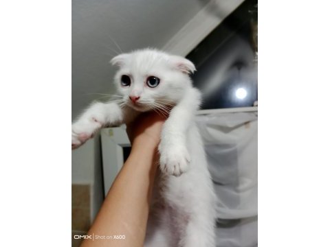 Pamuk prenses scottish fold