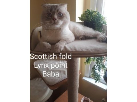 Scottish fold lilac erkek yavru kedi istanbul esenyurt