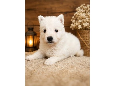 Safkan alman çoban köpeği yavruları özel renk