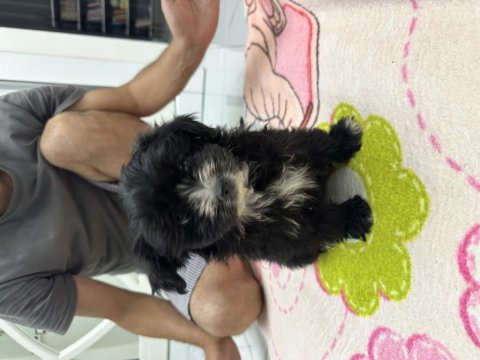 Maltipoo yavrularım